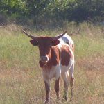 Texas Cattle