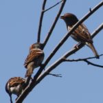 Birds Thrive at Fairfield Lake State Park